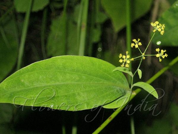 Lanceleaf Thorowax